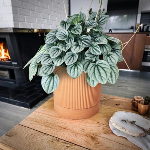 HERDUK Modern Terracotta Pots, 6 Inch Ribbed Textured Clay Planter Pots with Drainage Hole & Saucer, Garden Pots for Indoor/Ourdoor Plants, Succulent Cactus & Herb - Image 6