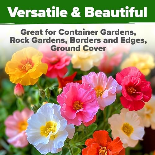 HOME GROWN Moss Rose Portulaca Seeds, 23,500+ Seeds, Portulaca grandiflora - Image 6