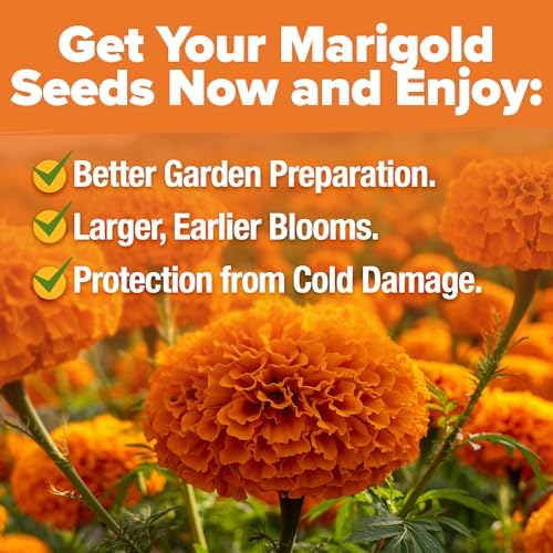 HOME GROWN Crackerjack Marigold 15,000 Seeds, 2.05 oz, Tagetes erecta - Image 5