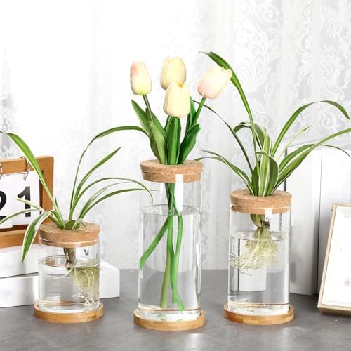 Maxcheck 3 Pcs 3 Sizes Plant Propagation Station Separated Glass Plant Terrarium Water Hydroponic Planter Holder with Lid and Wooden Stand Propagation Vase Pot for Home Indoor Office(Various Sizes) - Image 5