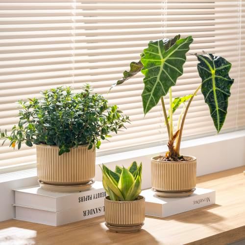 SURE YUESI Ceramic Plant Pots Set of 3, Indoor Outdoor Planters with Drainage Hole and Saucer, Ceramic Flower Pots for Indoor Plants, 4.3+5.5+6.8 Inch, Home, Garden, Patio and Office, Glossy Beige - Image 2