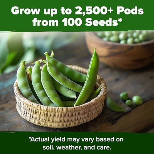 HOME GROWN Organic Cascadia Snap Pea Seeds, 100+ Seeds, Pisum sativum - Image 7