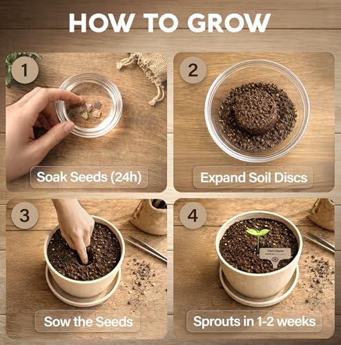 Avergo Bonsai Starter Kit – Growing Jacaranda Bonzai Tree - Image 3