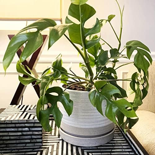 HERDUK 6 + 8 Inch Plant Pots, Ceramic Planter Pot with Drainage Hole & Saucer, Indoor/Outdoor Cylinder Round Planter Pot, Cream & Beige - Image 4