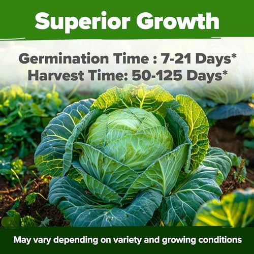 HOME GROWN 7 Cabbage Variety Mix 2000+ Vegetable Seeds - Image 4