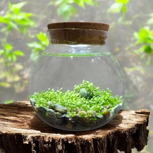 WaterPlants- Create Your Own Lush and Soothing Aquascape Terrarium Starter Kit, Indoor Plant Glass Globe Terrariums with Powerful 3 LED Light and Complete Supplies, Just Add Water! - Image 4