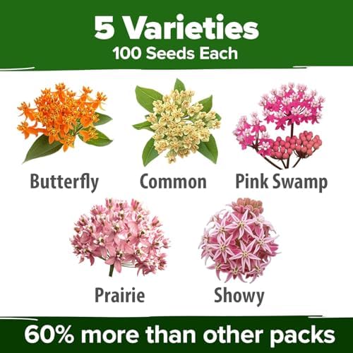 HOME GROWN Milkweed Seeds, 5 Variety Mix, 500+ Seeds, Asclepias syriaca - Image 2