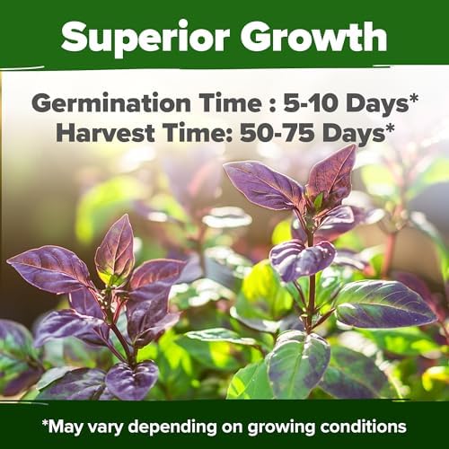 HOME GROWN Thai Basil Seeds, 438 Seeds, Ocimum basilicum VAR. thyrsiflora - Image 5
