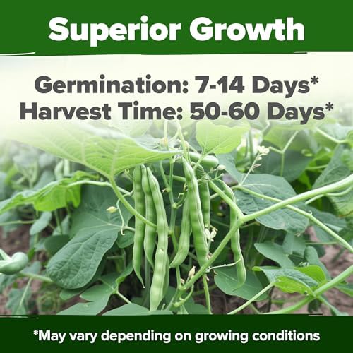 HOME GROWN Contender Bush Bean Seeds, 28+ Seeds, Phaseolus vulgaris - Image 2