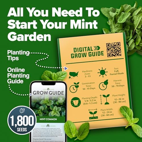 HOME GROWN Common Mint Seeds, 1,800 Seeds, Mentha spp - Image 7
