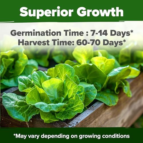 HOME GROWN Buttercrunch Lettuce Seeds, 1,975+ Seeds, Lactuca Sativa - Image 2