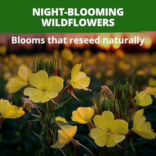 HOME GROWN Evening Primrose Seeds, 575 Seeds, Oenothera lamarckiana - Image 2
