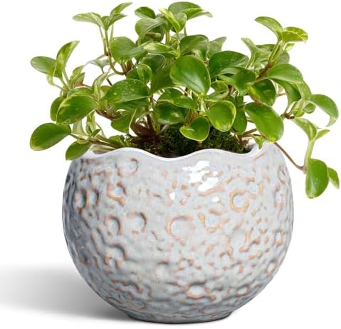 4 Inch Plant Pots, Ceramic Flower Pot for Indoor Plants, Grey by Thirtypot