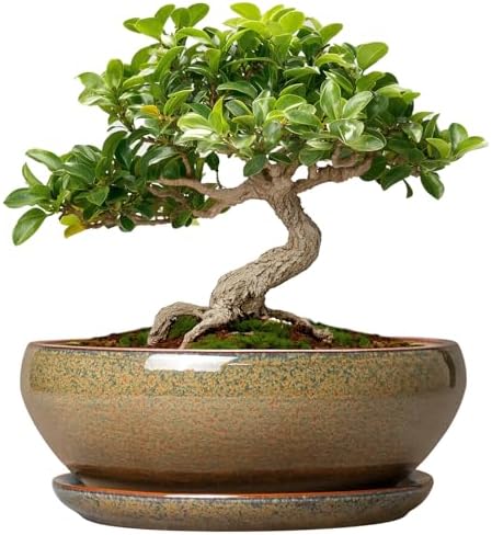SQOWL Bonsai Pots Small - 6 Inch Ceramic Succulent Pots with Drainage Hole and Saucer, Shallow Round Planter for Indoor Plants Outdoor, Ceramic Cactus Planter, Patio Decor, Housewarming Gift, Brown by SQOWL