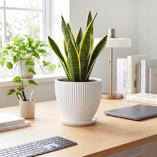 8 Inch Plant Pot, Ceramic Planters for Indoor Plants, Round Pots for Plants with Drainage Hole and Saucer, Modern Decorative Flower Pots, Office Bedroom Decor, Gifts for Plant Lovers, White - Image 3