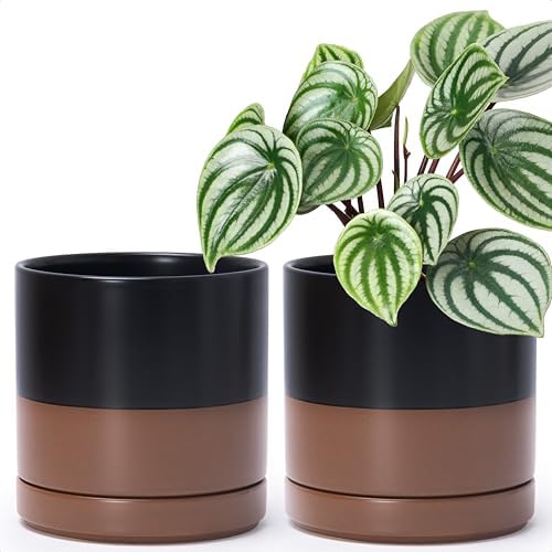 D'vine Dev 2-Pack Ceramic Pots with Saucers, Black/Tan, 6.5 in, 94-V-C-7 by DvineDevPlanterPotsandStand