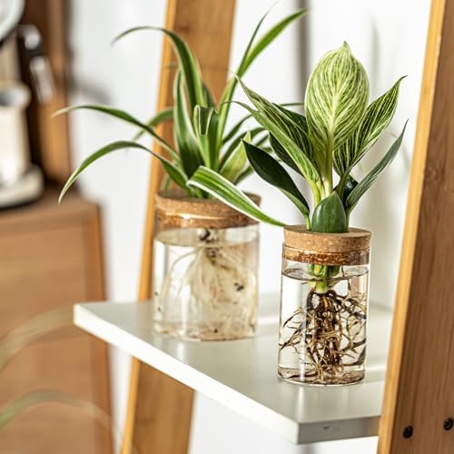 Glass Plant Propagation Stations for Plants – Set of 8(4 Large & 4 Small) Hydroponic Vases for Plant Cuttings,Flower Arrangements, Home & Office Decor–Desktop Vases for Living Room, Bedroom (8) - Image 7