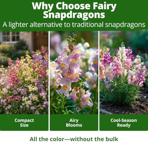 HOME GROWN Fairy Snapdragon Seeds, 7,000 Seeds, Linaria maroccana - Image 4