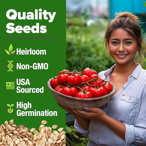 HOME GROWN Beefsteak Tomato Seeds, 300+ Seeds, Solanum lycopersicum - Image 4