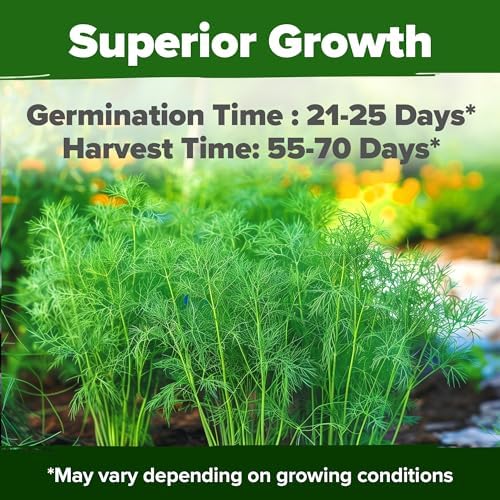 HOME GROWN Bouquet Dill Seeds, 1,014 Seeds, Anethum graveolens - Image 2