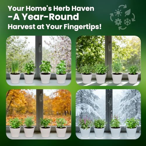 Herb Garden Starter Kit – Fruivity 12800+ 15 in 1 Herb Heirloom Seed Kits for Indoor/Outdoor Planting | Herb Indoor Garden Kit Starter - Complete Herb Garden Starter Set with Gift Packaging for Family - Image 5