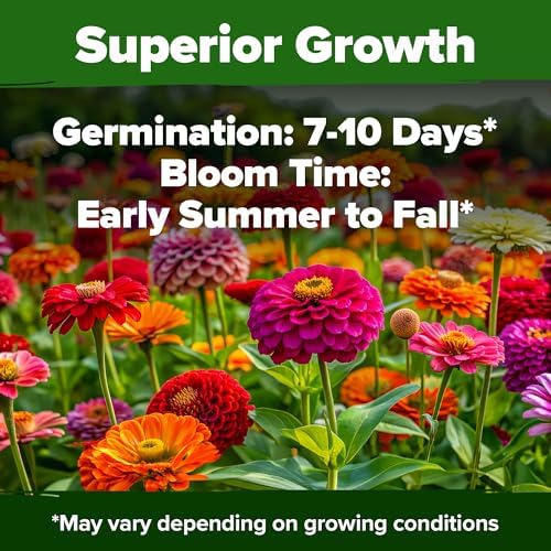HOME GROWN Zinnia California Giant Seeds 2 oz, 7,300+ Seeds, Zinnia elegans - Image 4