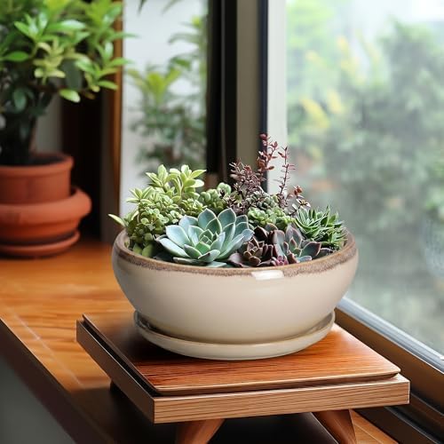 SQOWL Succulent Pots 8 Inch - Ceramic Bonsai Pots for Indoor Plants, Round Shallow Plant Pot with Drainage Hole and Saucer, Bowl Planter Outdoor, Patio Decor, Plant Lover Gifts, Beige - Image 3