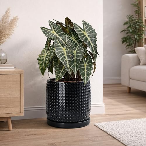 D'vine Dev Beaded Ceramic Pot with Saucer, 10 in, Glossy Black, 27-C-P-2 - Image 5
