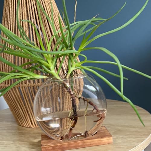 HAKZEON 4 Pack Desktop Round Glass Planter Hydroponics Vase, Glass Planter Terrarium Flower Vase with Wooden Stand, Propagated Plant Jars for Plants, Flower, Home Office Desktop Decor - Image 6