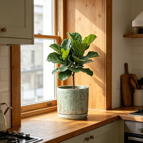 Ekirlin 7 Inch Modern Plant Pot, Ceramic Glaze Planters for Indoor Plants, Round Flower Pots with Drainage Hole and Saucer, Orchid Planter Pot for Succulent, Pothos, Snake Plant,Gift for Plant, Green - Image 3