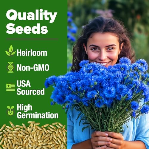 HOME GROWN Bachelor Button Seeds, Tall Blue, 6,000 Seeds, Centaurea cyanus - Image 2