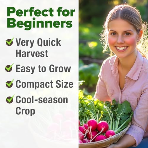 HOME GROWN Cherry Belle Radish Seeds, 800+ Seeds, Raphanus sativus - Image 4