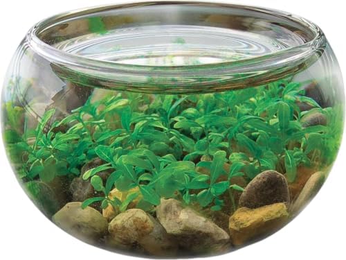 Mini WaterPlants - Create Your Own Soothing Aquasacape Starter Kit, Indoor Plant Glass Globe Terrariums with Complete Supplies, Just Add Water, 3-Pack - Image 2