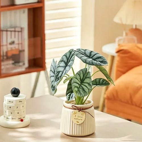 Pastel Ceramic Succulent Pots, Small Mini Flower Planter Pots with Jute Tag, Decorative Indoor Cactus Plant Container for Home Windowsill Desktop Decor (Beige) - Image 6