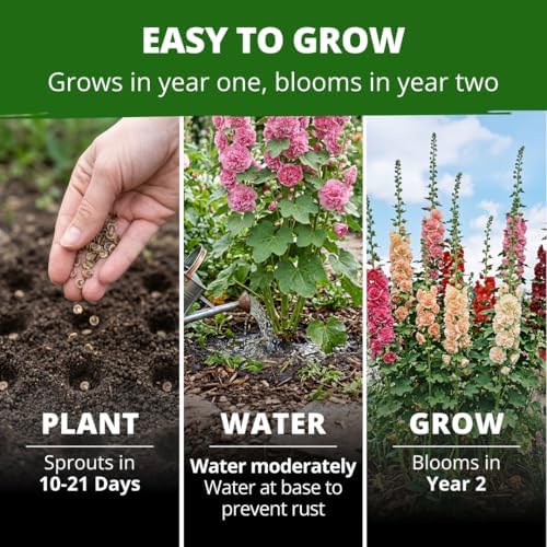 HOME GROWN Hollyhock Seeds, Chater's Double Mix, 100 Seeds, Alcea rosea - Image 4