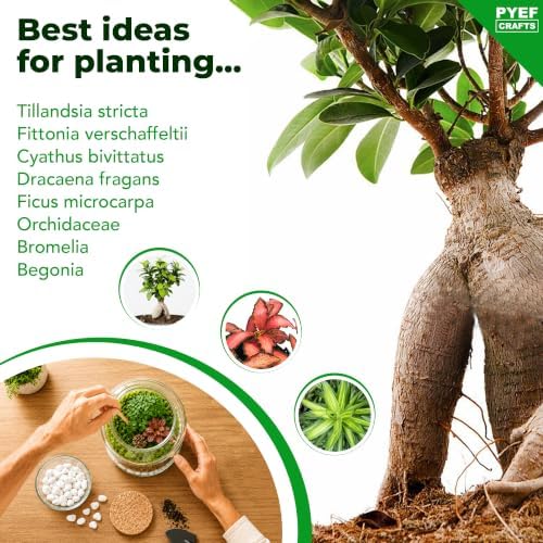 DIY Terrarium Kit for Plants – Build a Self‑Sustaining Closed Ecosystem – Supplies for Up to 1 Gal (3-5 Liter) Glass Jar – Succulents, Air Plants (Tillandsia), Fern (XL) - Image 6