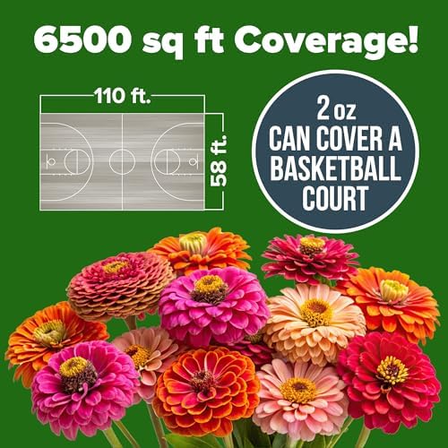 HOME GROWN Zinnia California Giant Seeds 2 oz, 7,300+ Seeds, Zinnia elegans - Image 3