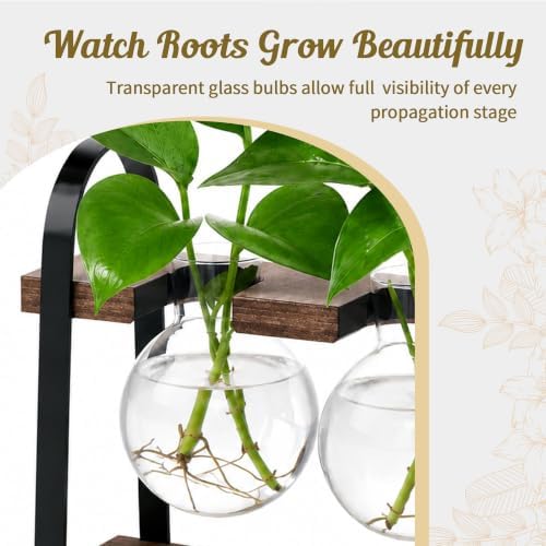 THYGIFTREE 3-Bulb Plant Propagation Station, Glass Vase Terrarium, Brown - Image 6