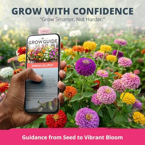 HOME GROWN Zinnia Seeds, Lilliput Mix, 2,500 Seeds, Zinnia elegans - Image 7