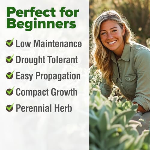 HOME GROWN White Sage Seeds, 323 Seeds, Salvia apiana - Image 4