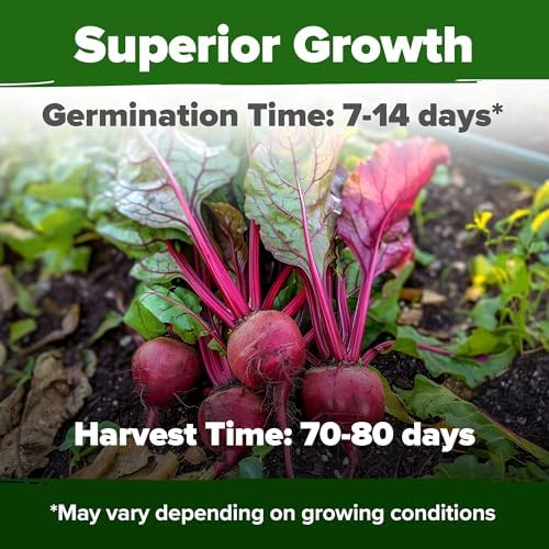 HOME GROWN Detroit Dark Red Beet Seeds, 500+ Seeds, Beta vulgaris - Image 2