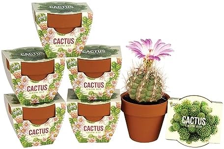 Buzzy Seeds Cactus Grow Kit 6-Pack, Mini Terracotta Pots, Indoor Garden by BUZZY