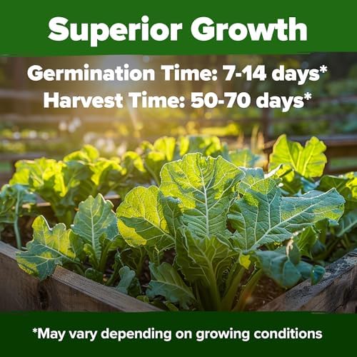 HOME GROWN Georgia Southern Collard Seeds, 300+ Seeds, Brassica oleracea - Image 2
