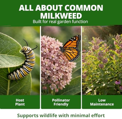 HOME GROWN Common Milkweed 150 Flower Seeds Asclepias syriaca - Image 5