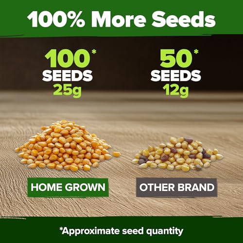 HOME GROWN Golden Bantam Sweet Corn Seeds, 100+ Seeds, Zea mays - Image 3