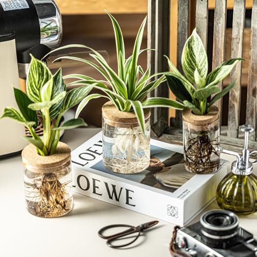 Glass Propagation Stations for Plants -Desktop Flower Vases,Propagation Flower Vases Set – 6 Large & 6 Small for Plant Cuttings，for Living Room, Bedroom Decoration,Home,Office Decor (12) - Image 3