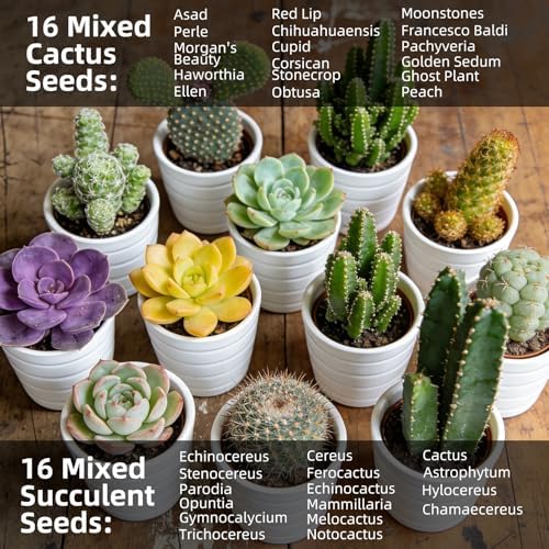 Succulent & Cactus Seed Kit for Planting, Premium Cactus & Succulent Starter Kit: 4 Growing Pot, Markers, Seeds Mix, Soil - Beginner Indoor Cacti Kit – House Plant - Men Women DIY Gift Kits - Image 4