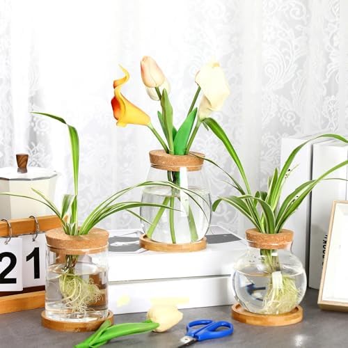 6 Pcs Glass Plant Propagation Station with Wood Lid & Stand, Classic Style - Image 4