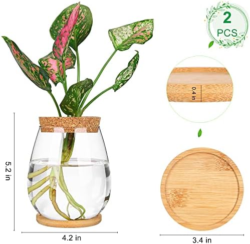 Plant Propagation Station,2 Pcs Glass Vases with Wooden Stand & Lid - Image 2
