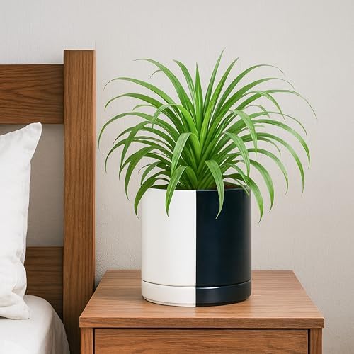 D'vine Dev 6.5 Inch Ceramic Planter Pot, Black White Split, 94-O-C-0 - Image 2